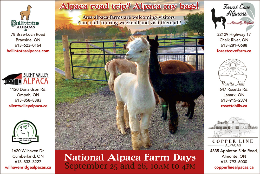 /online/TheHummData/Articles/202108/Alpaca-Days.png