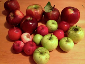 Apples at harvest time