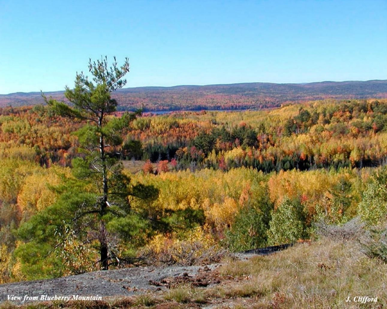 Featured image for Fall Colours Walk at Blueberry Mtn