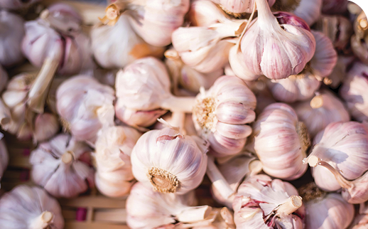 The Return of the Perth Lions Garlic Festival!